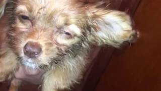 Undercover Investigation by HSUS at New York City Puppy Store Chelsea Kennel Club