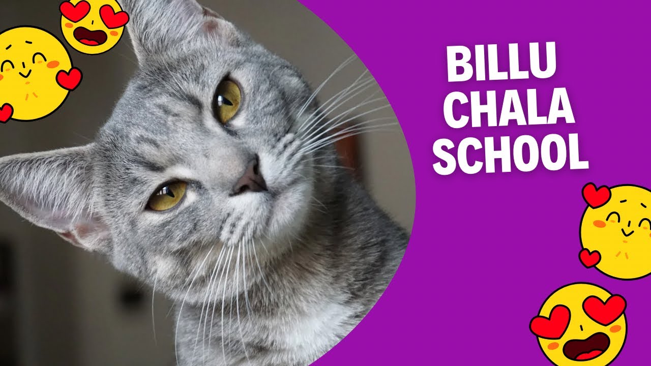 Billu chala school | cute cat video  