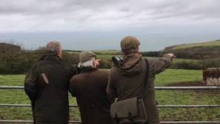 Pheasant Shooting, North Cornwall