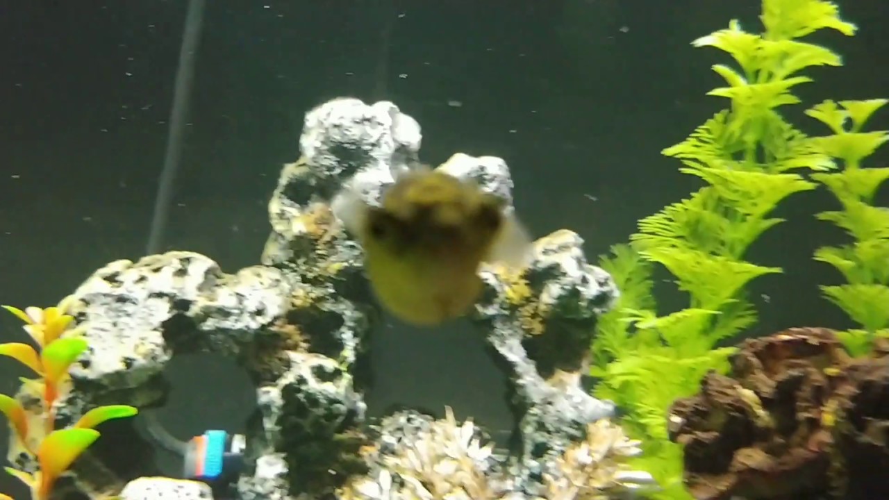 Puffer fish community!