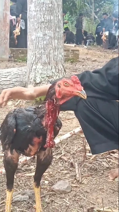 penyembelihan ayam calon warga tidak mati mati #vlog #pencaksilat #psht #shorts