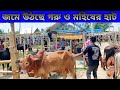 Qurbani guru #guru #cow #qurbani #goru #গরু #কুরবানী_গরু #গরুর_হাট #গরু #hamba #গুরু #amba #গরুর_হাট