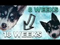 Husky Puppy Halo #8 - Hilarious Husky Puppy Transformation - 8 -18 Weeks #Shorts