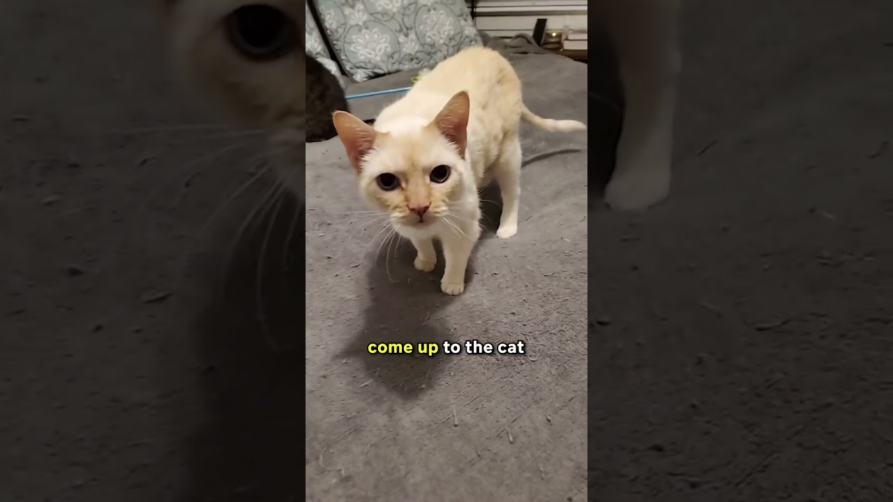The Easiest Technique On How To Pet A Cat 