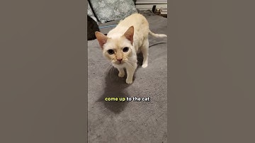 The Easiest Technique On How To Pet A Cat! 🐱