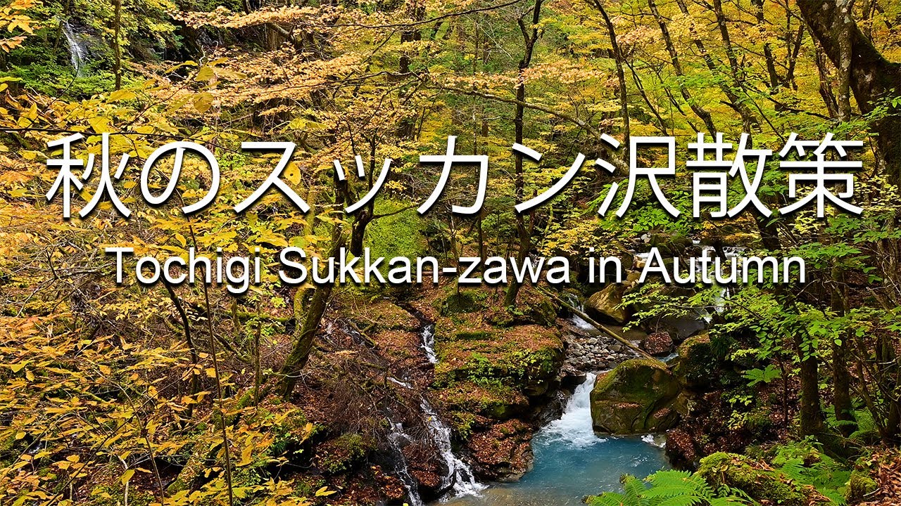 【秋のスッカン沢】紅葉と清流が美しい癒しの渓谷散策Autumn Walk in Sukkan-zawa | Crystal Stream & Colorful Leaves