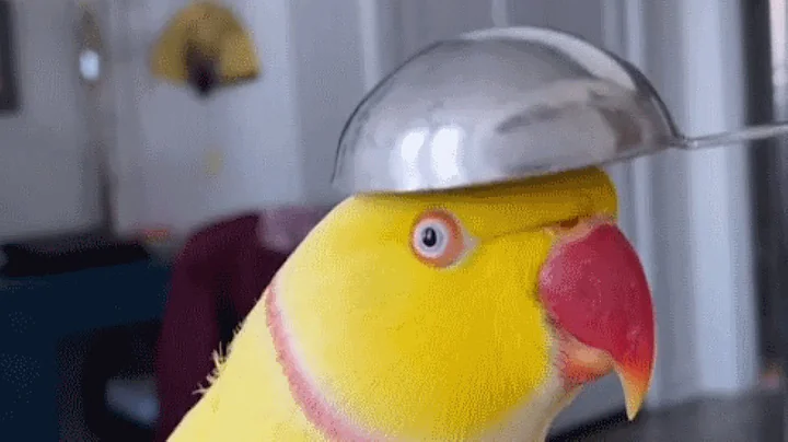 'Good girl' parrot turns out to be a boy