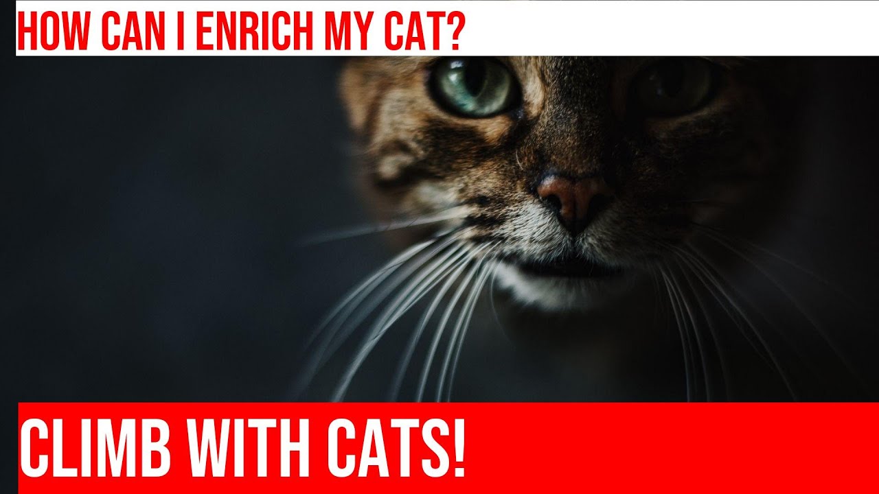 DIY Cat Climbing Structure: Build a Fun & Stimulating Outdoor Environment!