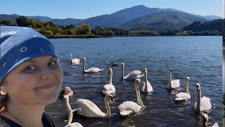 SWANS LAKE | I FOUND AN AMAZINGLY BEAUTIFUL PLACE