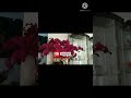 orchids in bloom!!CNY display!!
