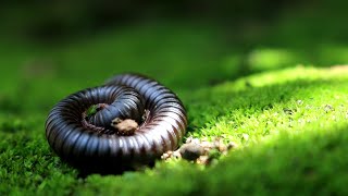 Giant African Millipede #millipede #nature #naturelovers #macrovideography #animals #viral by Nature - Life Captured 741 views 3 months ago 2 minutes, 49 seconds