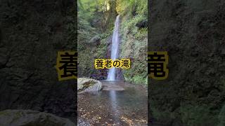 養老の滝!熊出没で行けなくなったので昨年秋の撮影動画です! #自然 #自然音 #絶景 #滝 #日帰り旅行