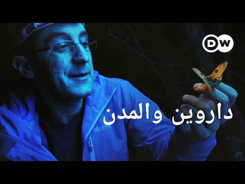 فيديو: الصيف الأسرة الإبداعية والحديثة تراجع في نيوزيلندا