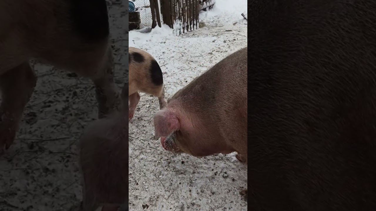 Наши собаки