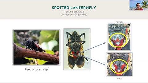 Identify and Report Spotted Lanternfly and Tree-of-Heaven (June 2, 2022)