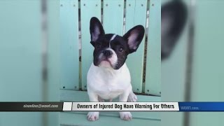 Dog Owners Want Everyone to Know Warning Signs of Intervertebral Disc Disease