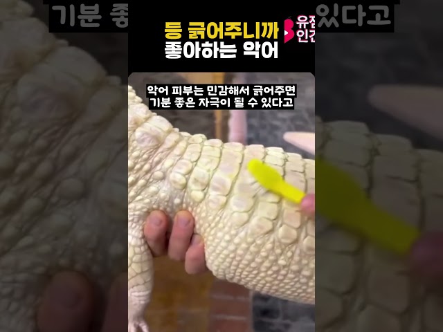 등 긁어주니까 좋아하는 악어