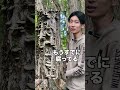 【キャンプあるある】こんな木は危険！キャンパーに知ってほしいこと