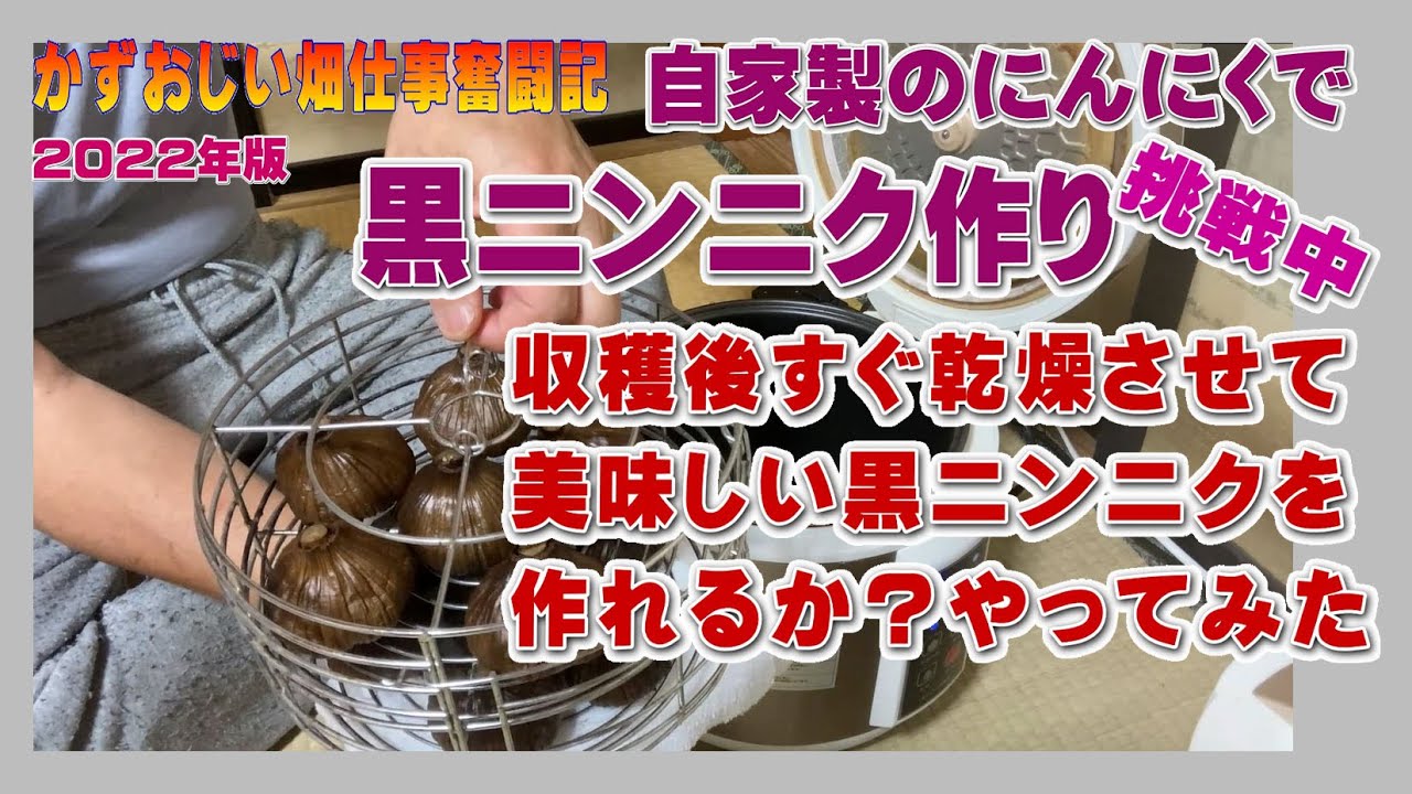 自家製黒にんにく〜収穫して直ぐに乾燥させて美味しい黒ニンニク（熟成にんにく）が作れるか？やってみた！2022年