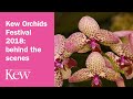 Kew Orchids Festival 2018: behind the scenes