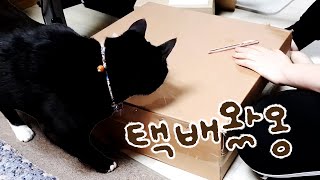 📦고양이 택배가 왔어요│일상vlog by 요리냥 1,164 views 1 year ago 2 minutes, 36 seconds