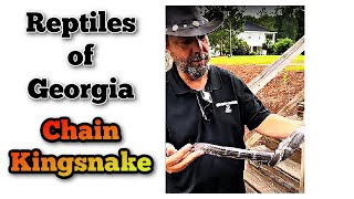 Georgia&#39;s Largest Kingsnake (The chain king)