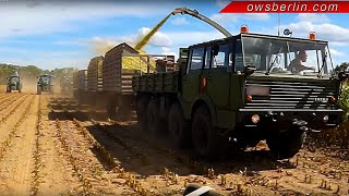 Уборка Кукурузы | Corn Harvest | Maisernte mit Tatra 813, IFA W50, L60, Kirowitz, Bulldozer T100