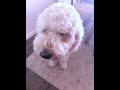 # no joke # Teddy #funny #help Teddy #DogLife ￼