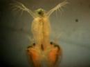 Video: Tandēma Atkārtojumu Genoma Mēroga Analīze Daphnia Pulex - Salīdzinošā Pieeja