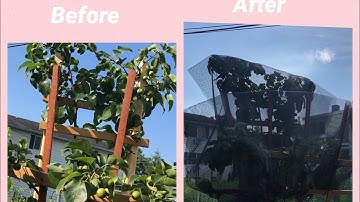 Keeping squirrels/birds out of my fruit tree / asian pears
