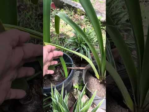 MINI-GARDEN TOUR! @TheFurmomTV