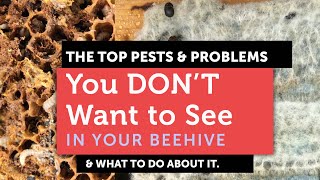 WHAT YOU DON'T Want to See In a Beehive | Hive Beetles, Wax Moth, Ants, Chalkbrood & More!