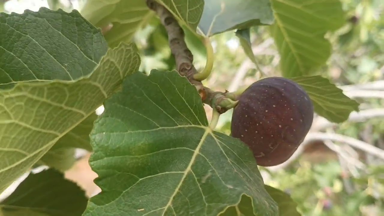 فيرما للبيع فيها مردودية 💯 محافظه طريق ضوء ماء كورا همزززز 0679444657  طاقة شمسية گوتاگوت خزان ماء 