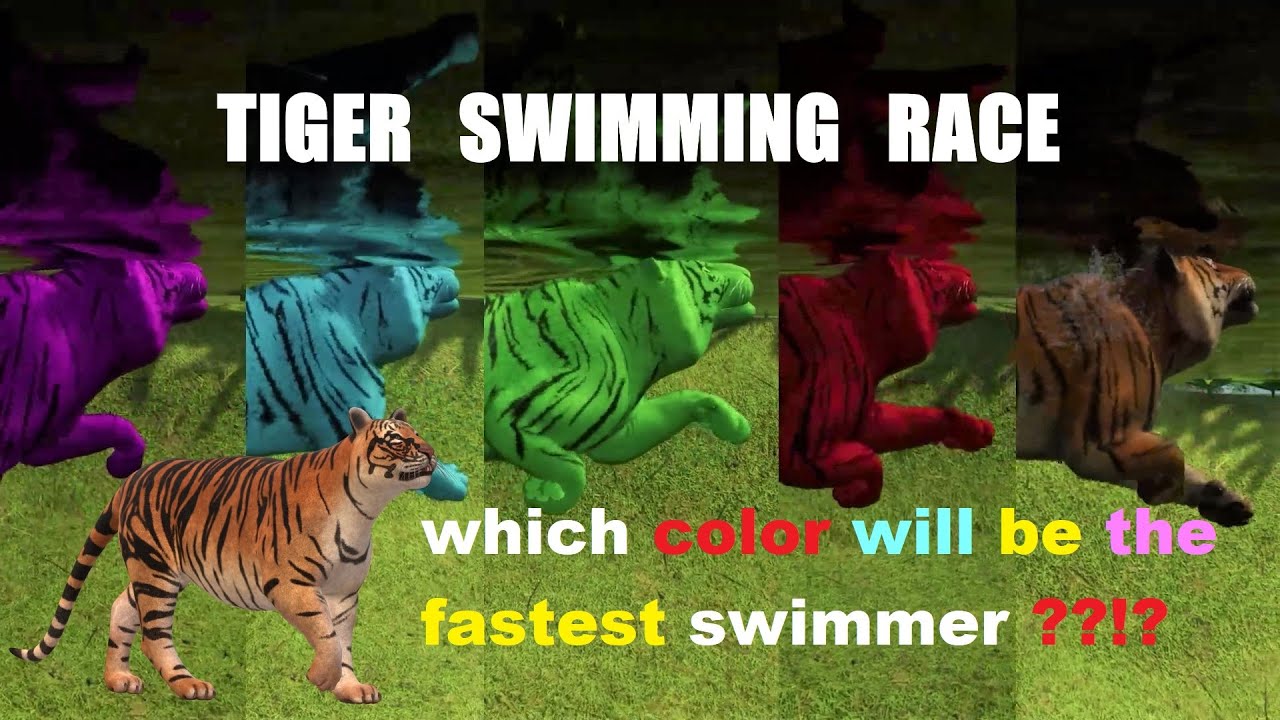 ANIMAL SWIMMING RACE TIGER MULTI COLORED IN PLANET ZOO
