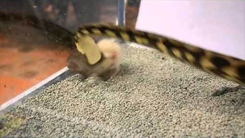 Vee , my Carpet python eating baby rat