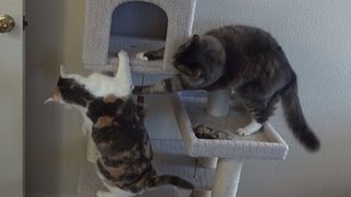 The Epic Cat Bungalow Adventure