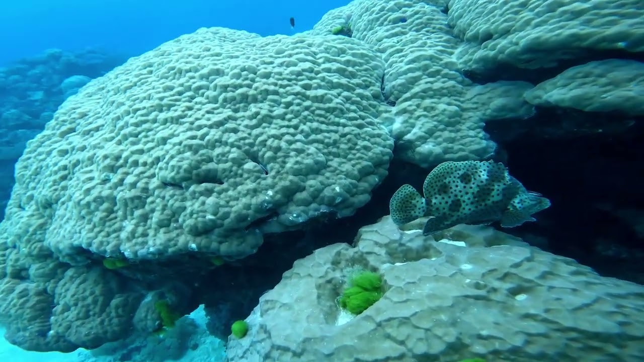 hostie divers den cairns june 2023