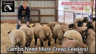Boosting Lamb Growth: Installing Additional Creep Feeders! #sheepfarming #skidsteerattachments