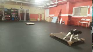 Dog Training | Recall from place to place with Roxie | Solid K9 Training Dog Training