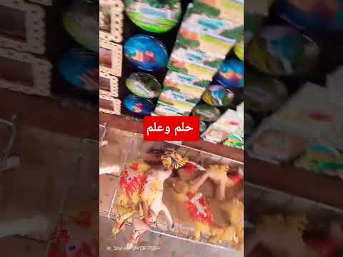 ما اجمل الاحلام في زمن اجمل مابين الحلم والعلم امال تتجدد المغرب العظماء اكسبلور