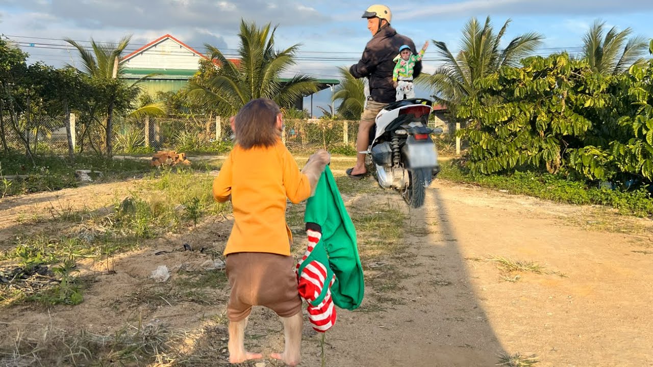 Monkey Luk sad and wanted to go home with Cubis