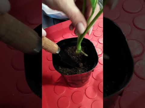 Video: Blumen spathiphyllum - 