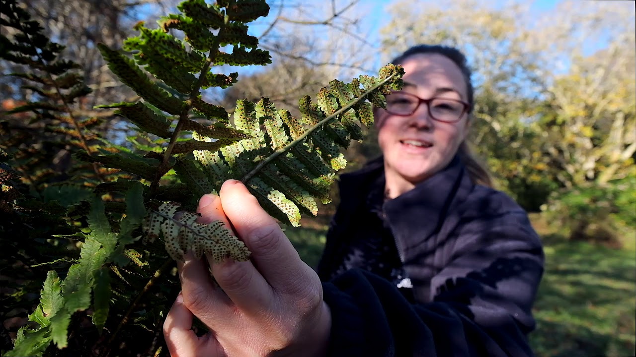 How Does A Fern Reproduce