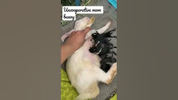 How long can a baby rabbit survive without a milk?#2022#rabbitcare#bunny#baby #beautifulbunny