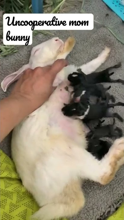 How long can a baby rabbit survive without a milk?#2022#rabbitcare#bunny#baby #beautifulbunny