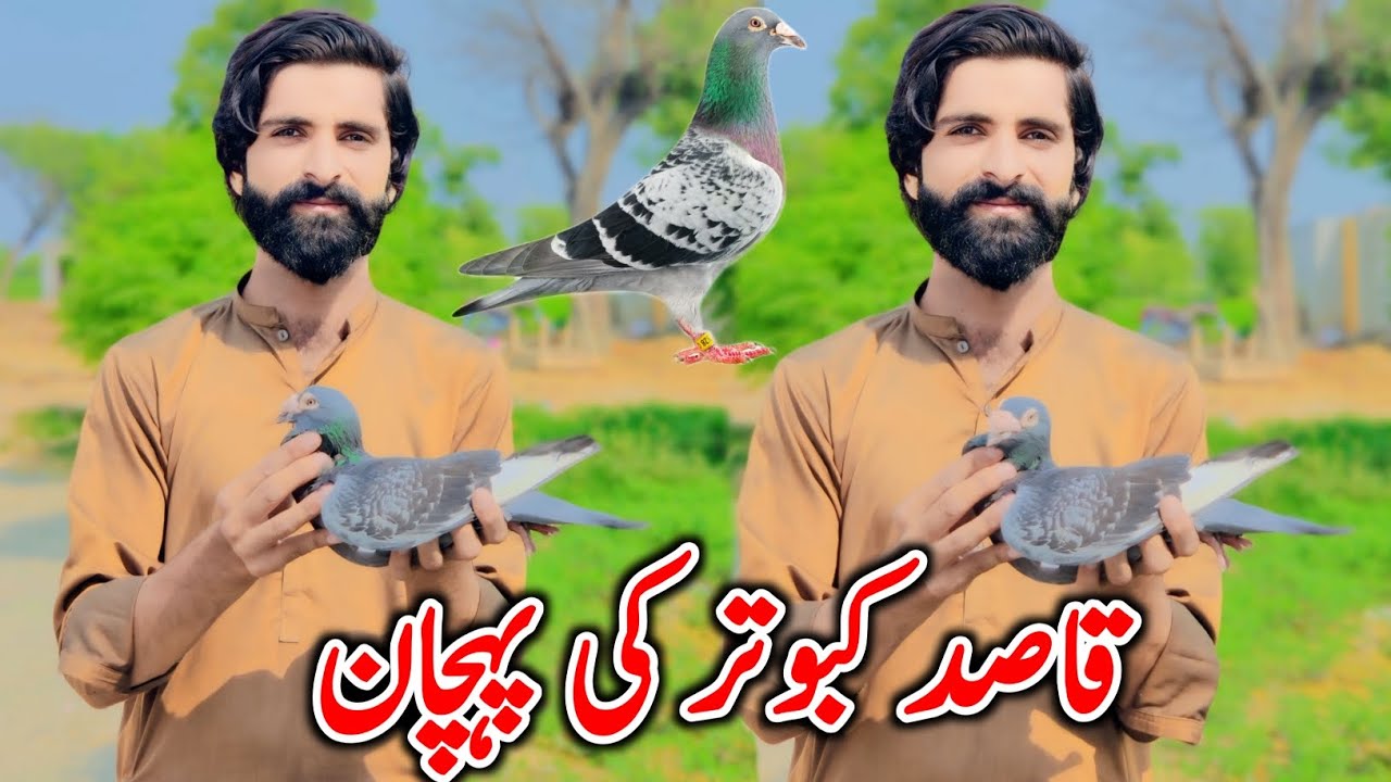 Racer Kabutar Ki Pehchan | Qasid Kabutar Ki Pehchan | Racer Pigeon In Pakistan