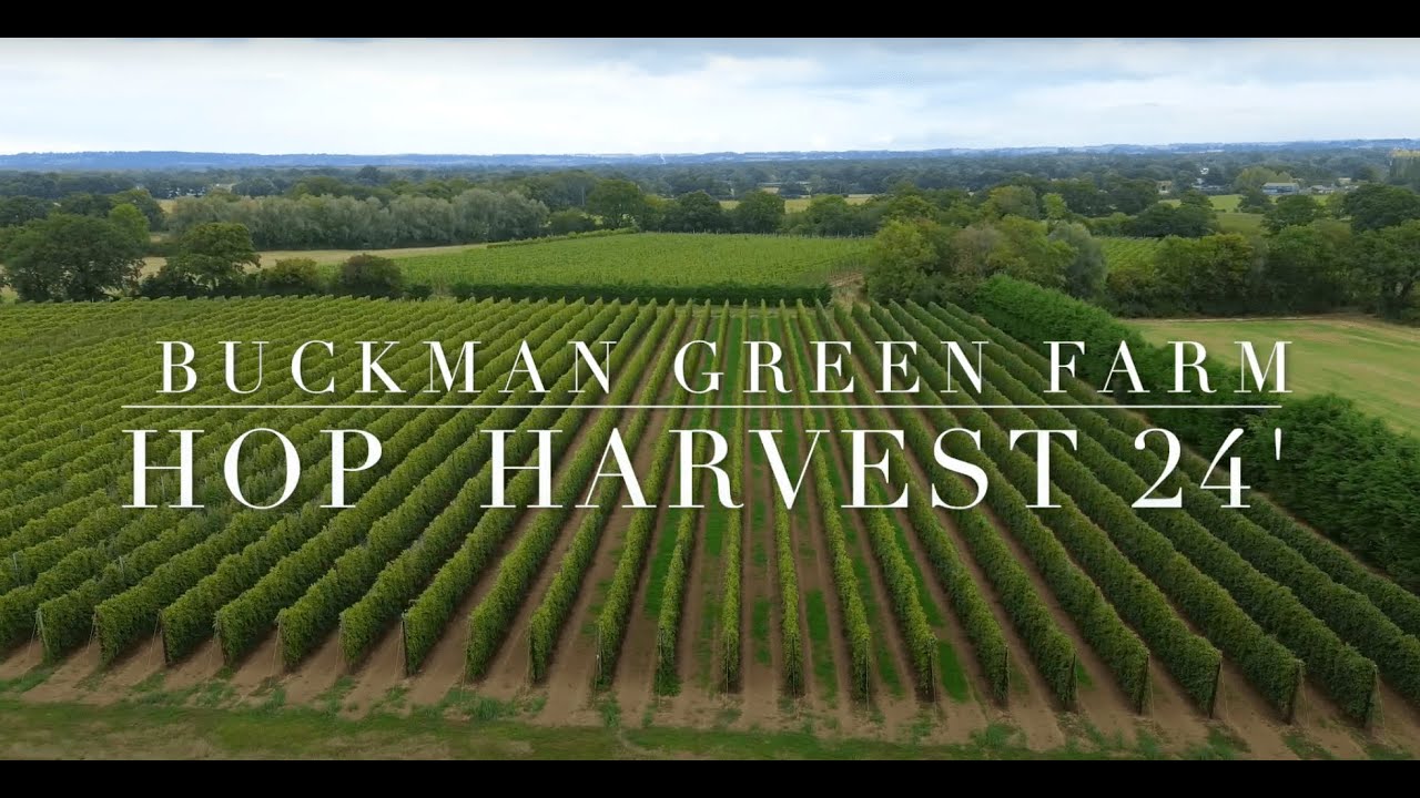 English Hop Harvest 2024.