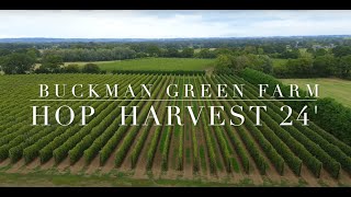 English Hop Harvest 2024.