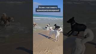 Собачий пляж