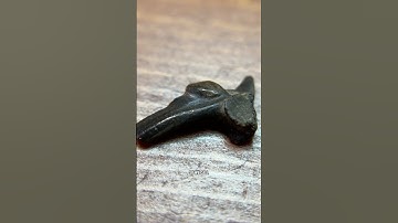 What does a paleontologist have in his collection? An Ice Age frog bone! 🐸 #fossils